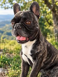 Bulldog francese (adulta)
