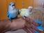 Immagine 1