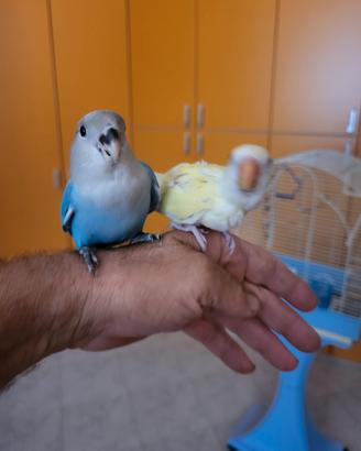Pulli di inseparabili allevati a mano e anellati