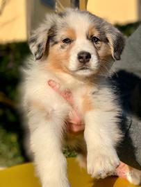 Cucciola Pastore Australiano