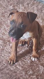 Cucciolia di Amstaff