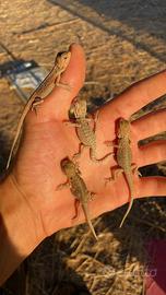 Draghi barbuti baby pogona