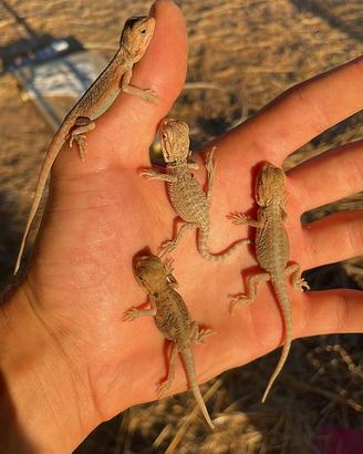 Draghi barbuti baby pogona