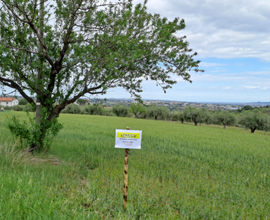 Terreno agricolo con uliveto