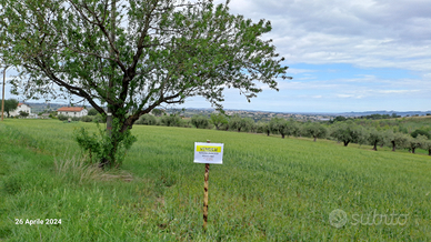 Terreno agricolo con uliveto