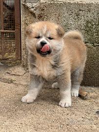 Akita inu