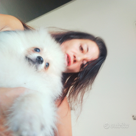 Barboncino Toy e Pomerania