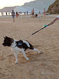 Akita americano maschio per accoppiamento