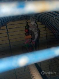 Pappagallo Calopsite bianco e grigio maschio