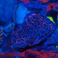 Corallo Montipora mystic