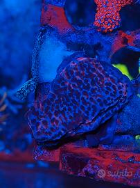 Corallo Montipora mystic
