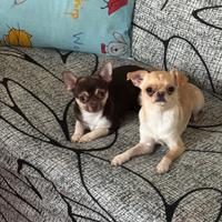 Chihuahua