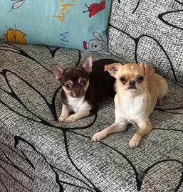 Chihuahua