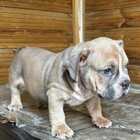 American bully exotic