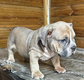 American bully exotic