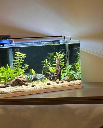 Acquario 60x30x33,5