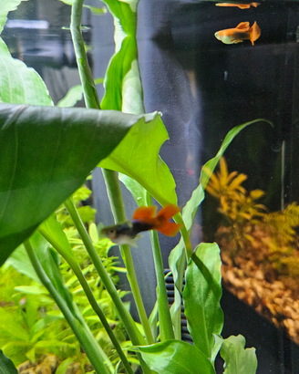 Guppy e platy