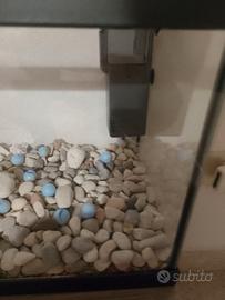Acquario
