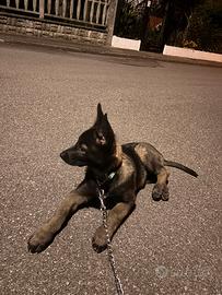 Cucciola di Pastore Belga Malinois