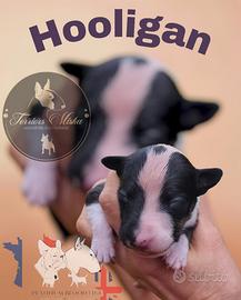 Bull Terrier Miniatura