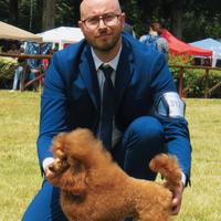 Barbone Toy Red alta genealogia