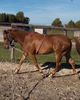 Doppio pony