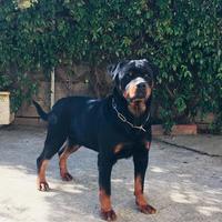 Rottweiler per accoppiamento