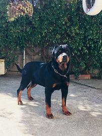 Rottweiler per accoppiamento