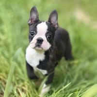 Boston terrier