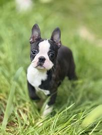 Boston terrier