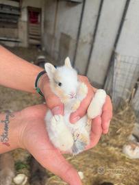 Conigli testa di leone nani