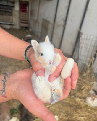 Conigli testa di leone nani