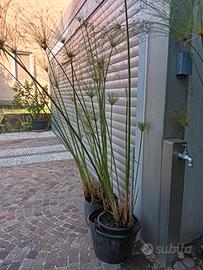 piante papiro vetro cyperus  egiziano 