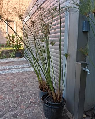 piante papiro vetro cyperus  egiziano 