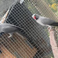 Pappagalli parrocchetto dal collare cleartail opa