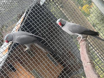 Pappagalli parrocchetto dal collare cleartail opa