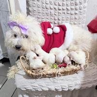 Cucciole di maltese pure