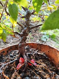 pre bonsai CARPINO 
