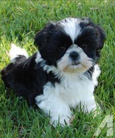 Shih tzu