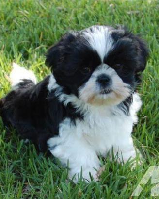 Shih tzu