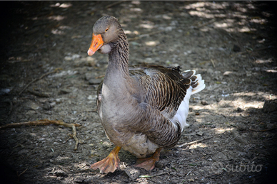 Oca Tolosa Maschio
