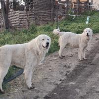 Cuccioli pastore abruzzese