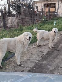 Cuccioli pastore abruzzese