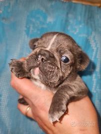 Bulldog francese taglia mini