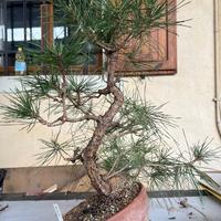 Pino nero giapponese