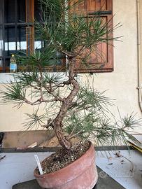 Pino nero giapponese