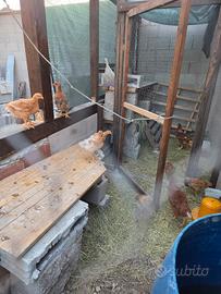 Galline ovaiole di 2 mesi