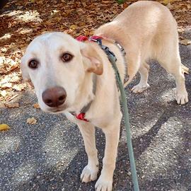 Shakira cucciola taglia media 5 mesi