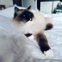 Ragdoll F