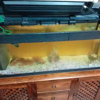 Acquario